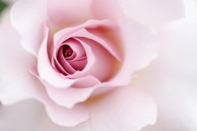 pink rose